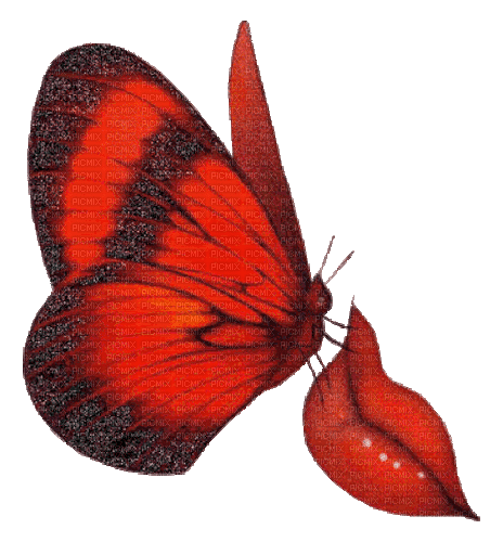 Schmetterling, Mund, Kuss - 免费动画 GIF