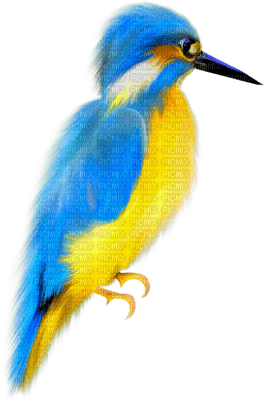 minou-blue-bird - zdarma png