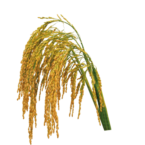 Planta  de trigo - besplatni png