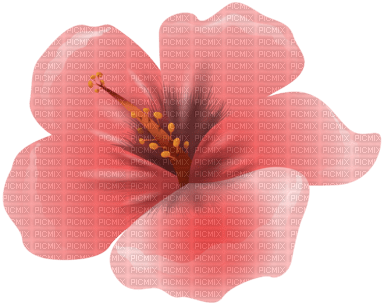pink flower bg - PNG gratuit