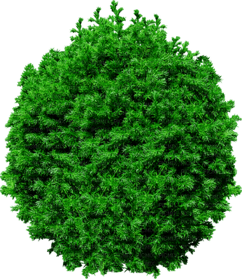 tree baum bush busch - png ฟรี