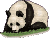 panda - GIF animate gratis
