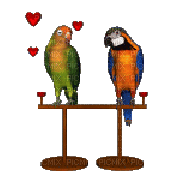 perroquet amoureux - Ilmainen animoitu GIF