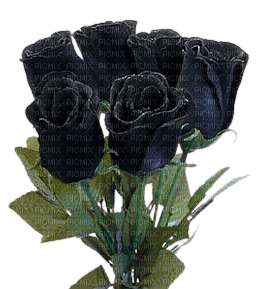 Black roses - 無料png