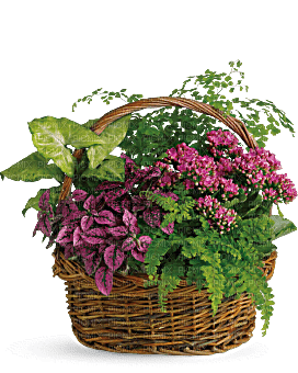 Kaz_Creations  Flowers Vase Plant Basket - безплатен png