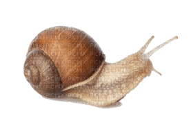 Kaz_Creations Snail - ücretsiz png