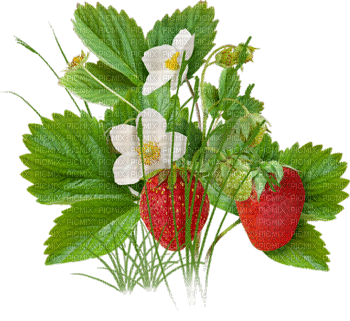 fraise - GIF animado grátis