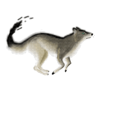 wolf - Zdarma animovaný GIF