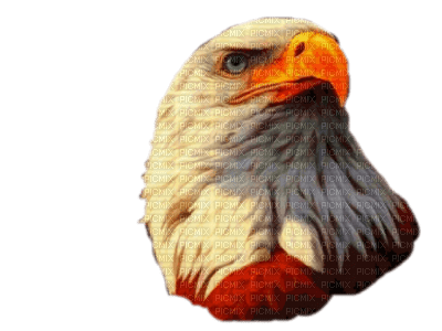 eagle bp - 免费PNG