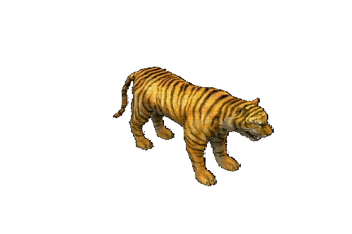 Tiger Attacking - Ingyenes animált GIF