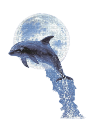 delfin - png ฟรี