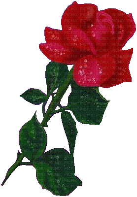 Rose - Zdarma animovaný GIF