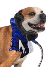 dog sneakers on the phone - ücretsiz png