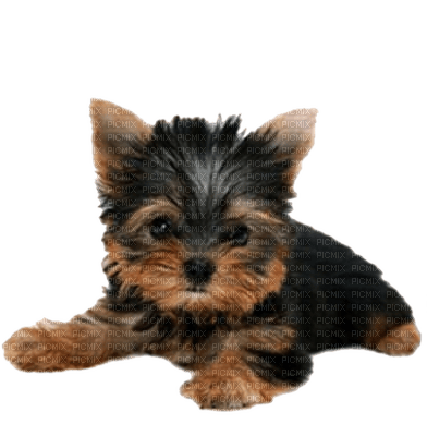 cute puppy  petit chiot - gratis png