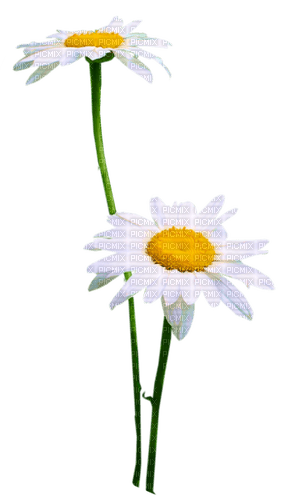 Flowers.Daisies.White.Yellow - png grátis
