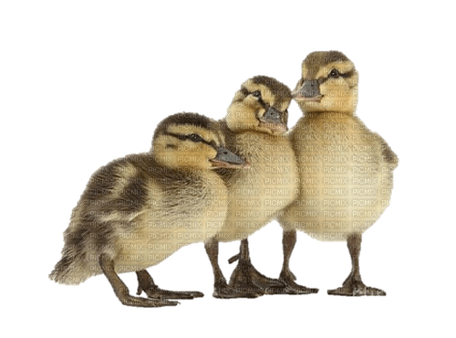 ducklings - png grátis