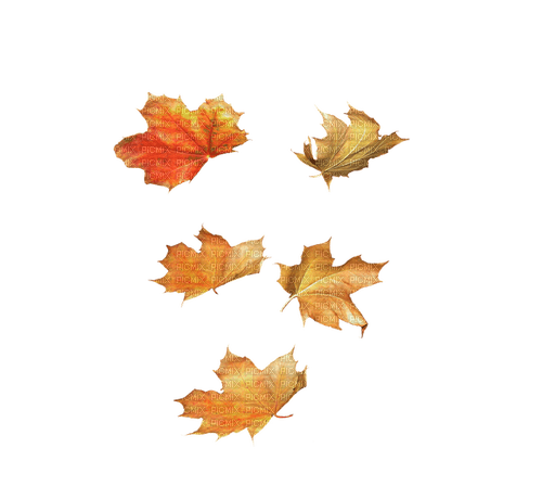 Autumn Leaves - png gratis