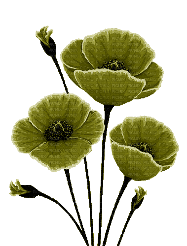 Flores verdes - Бесплатный анимированный гифка