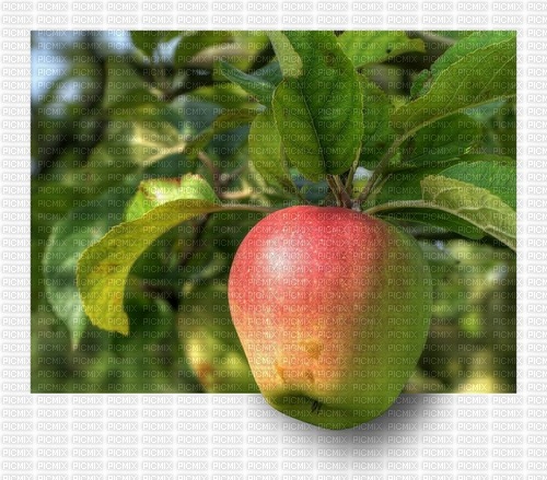 3D Apple - Free PNG