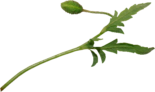 Foliage stem Follaje Feuillage - бесплатно png