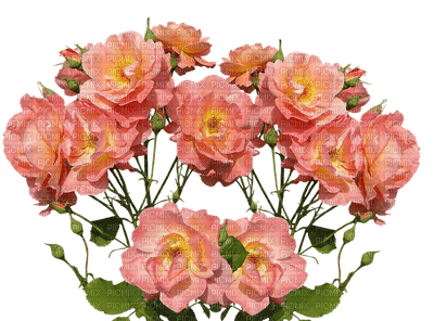 ruusu, kukka - darmowe png