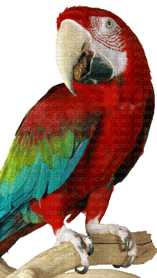 Parrot birds bp - Bezmaksas animēts GIF