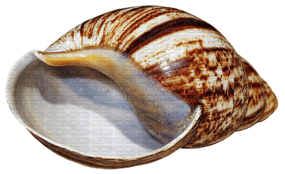 sea shells bp - zdarma png