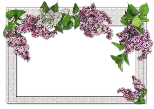 Lilac Frame - nemokama png