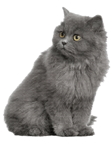gala animals cat - darmowe png