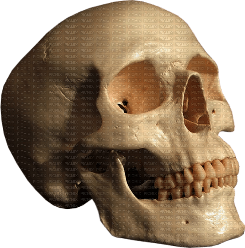 skull by nataliplus - ilmainen png