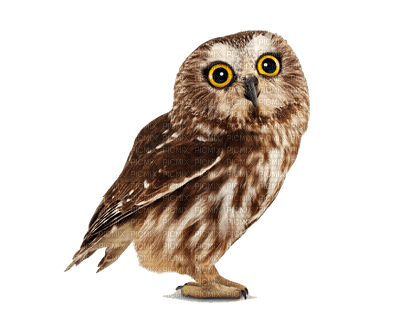 owl katrin - 無料png