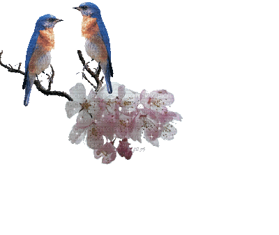 Birds bp - Free animated GIF