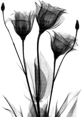 fleur noir.Cheyenne63 - PNG gratuit