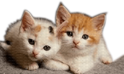 Rena Cats Katzen Babys Kinder - png ฟรี