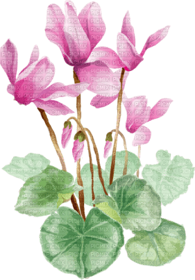 Акварельные цветы - besplatni png