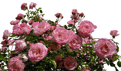 rose rose.Cheyenne63 - 免费PNG