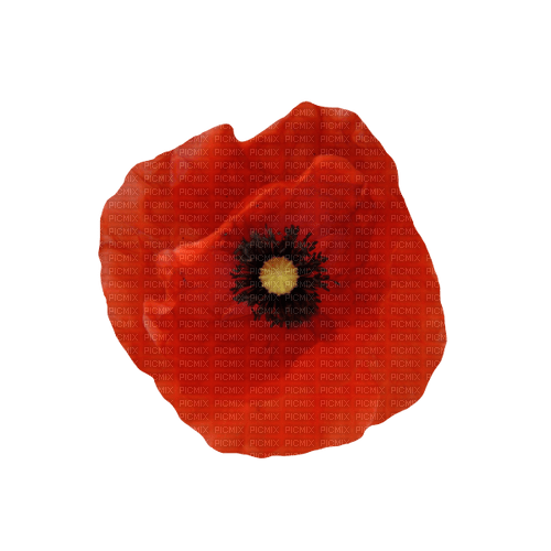 autumn deco kikkapink png poppy red - zadarmo png