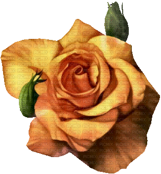 yellow rose, sunshine3 - GIF animado grátis