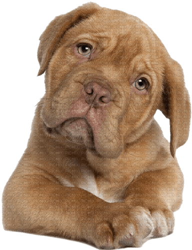 dog brown sitting - бесплатно png