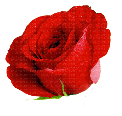 rose - бесплатно png