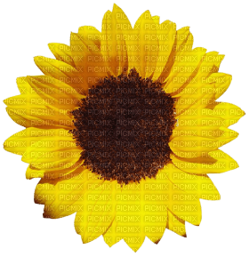 Kaz_Creations Deco Flowers Sunflower Flower - png ฟรี