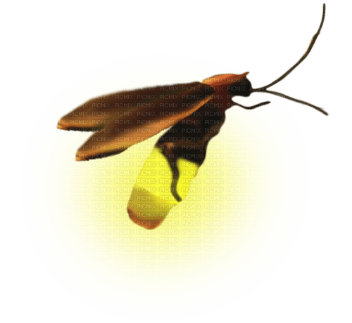 firefly - PNG gratuit