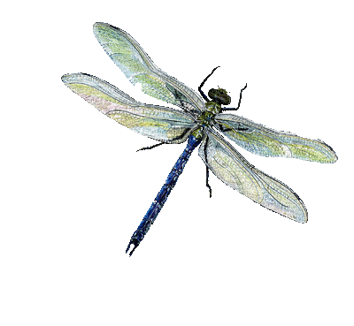Dragonfly katrin - Gratis animerad GIF