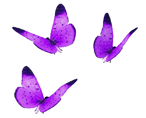 Animated.Butterflies.Purple - By KittyKatLuv65 - Безплатен анимиран GIF