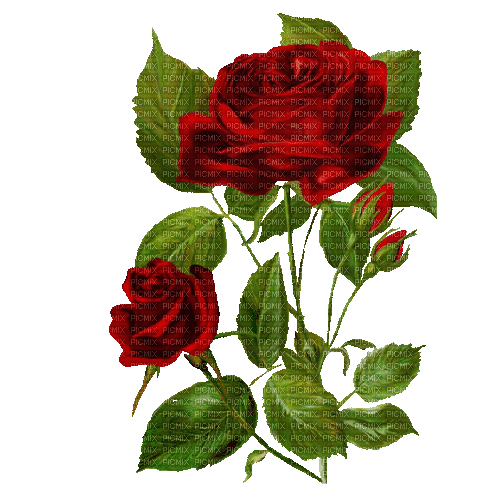 gif roses rouges - GIF animé gratuit