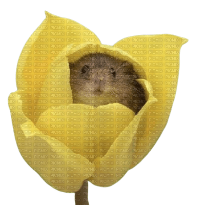mouse maus animal tube flower fleur blume tulip spring printemps souris blossom yellow - 無料png