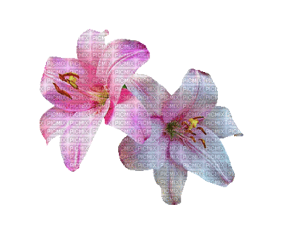 hoa f2 - Besplatni animirani GIF