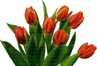 tulipan - kostenlos png