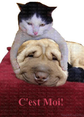 chien et chat - Бесплатный анимированный гифка