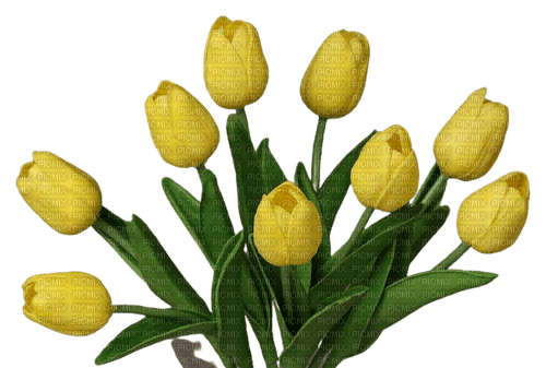 желтые тюльпаны - nemokama png